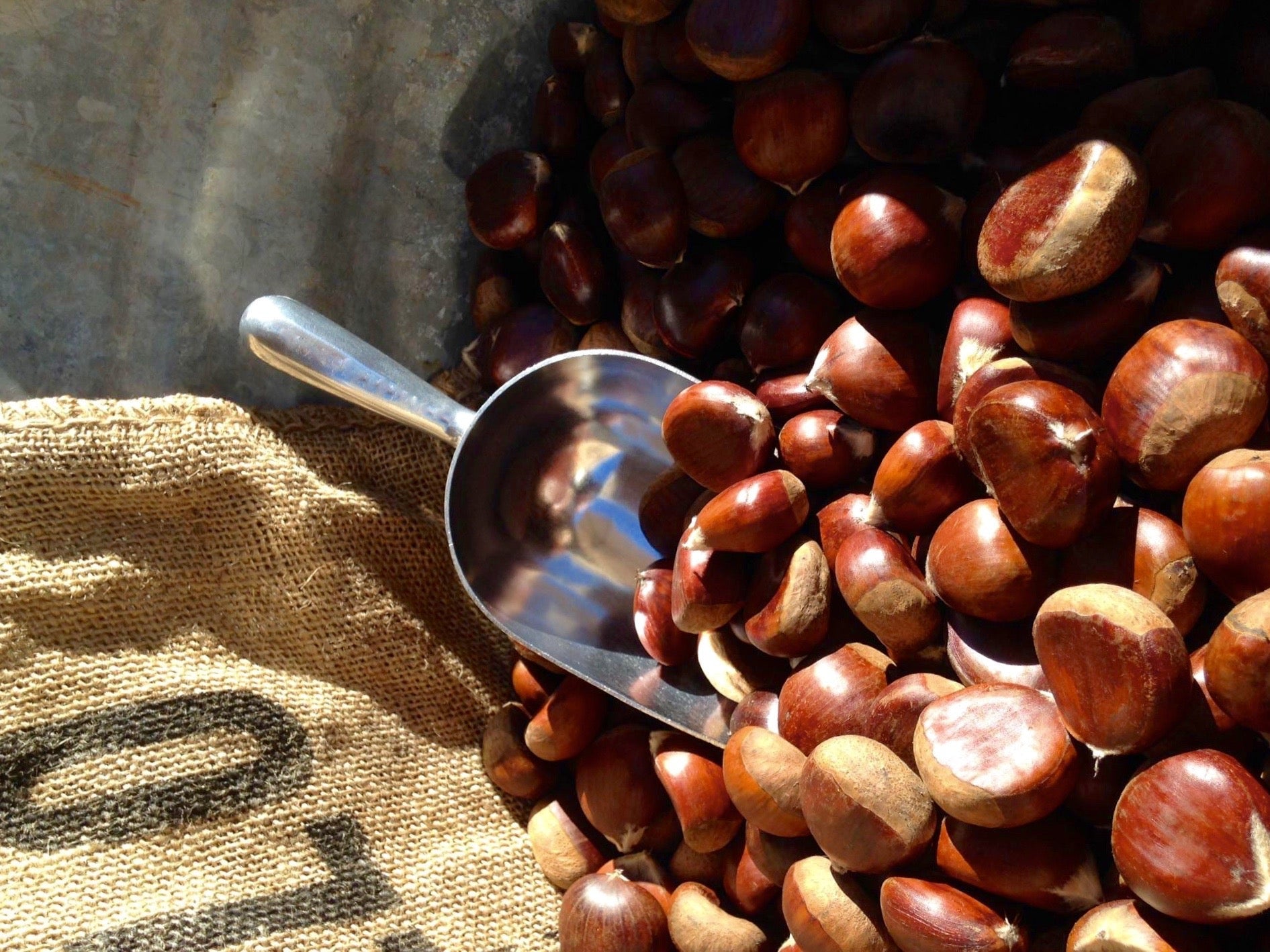 Quick Ship Chestnuts – Harrison's California Chestnuts