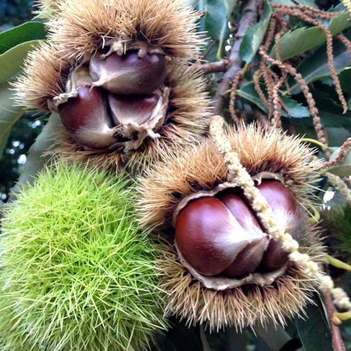 Chestnuts on tree, chestnut tree, chestnut burrs, fresh chestnuts
