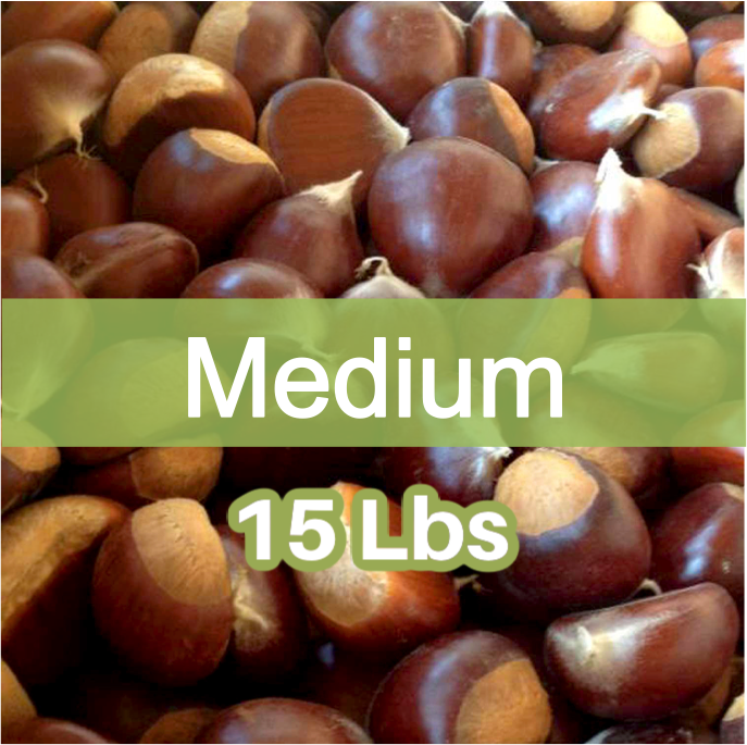 Medium Fresh Sweet Chestnuts – 15 lb Bag