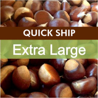 Close-up of chestnuts with 'Quick Ship Extra Large' text overlay.
