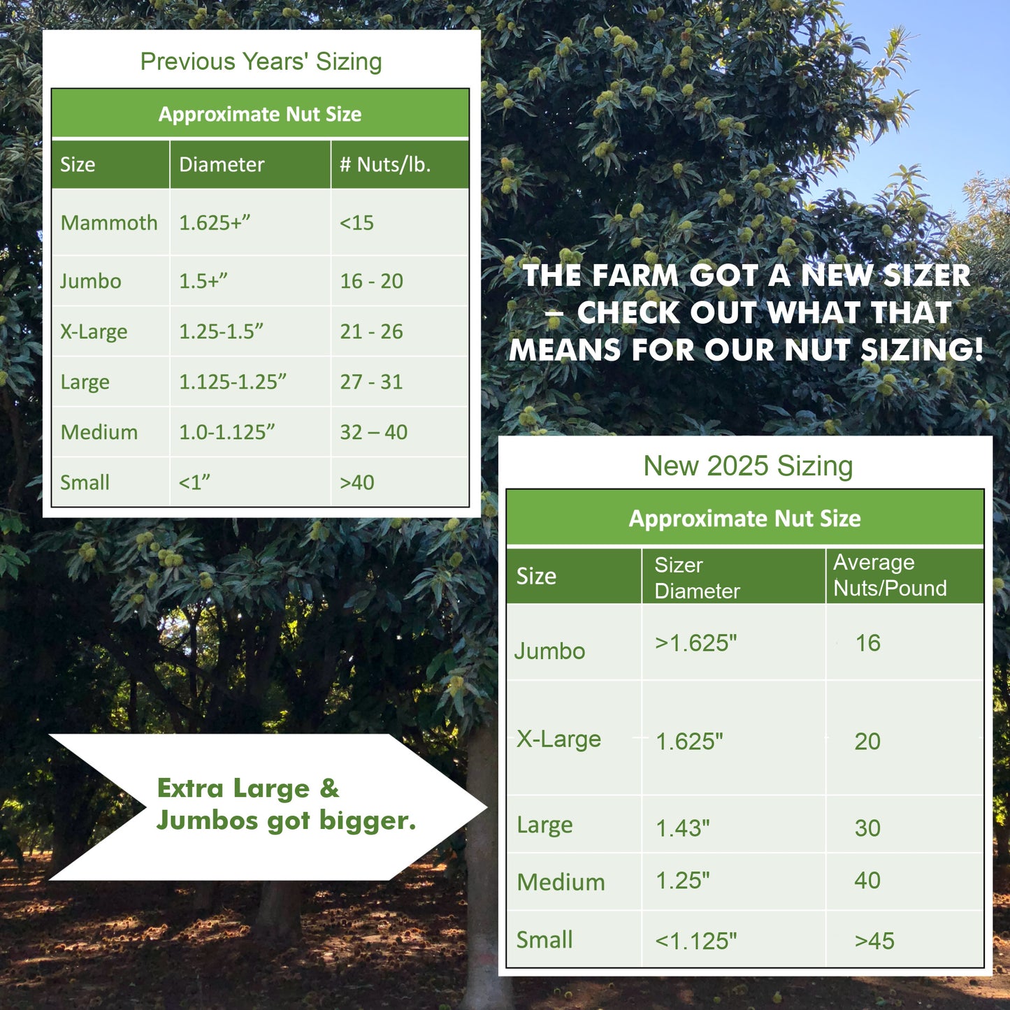 Sizing chart for Harrison's California Chestnuts 