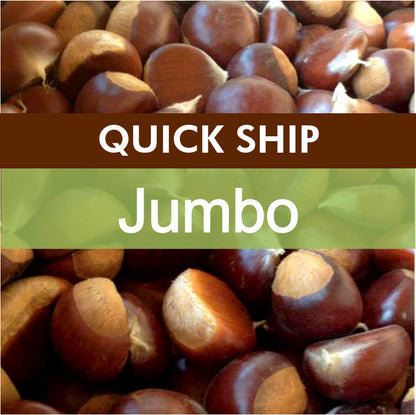 Close-up of chestnuts with 'Quick Ship Jumbo' text overlay