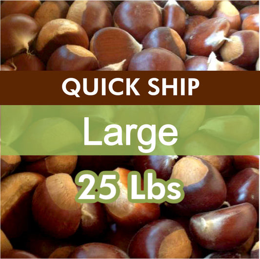 QUICK SHIP | Large Fresh Sweet Chestnuts – 25 lb Bag