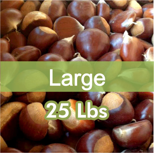 Large Fresh Sweet Chestnuts – 25 lb Bag