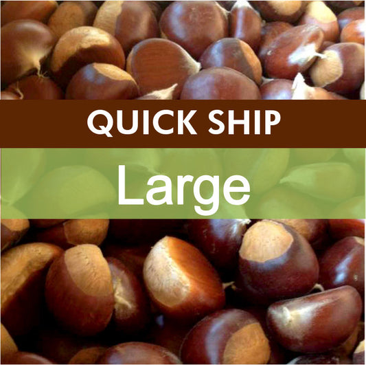 QUICK SHIP | Large Fresh Sweet Chestnuts – 5 lb Bag