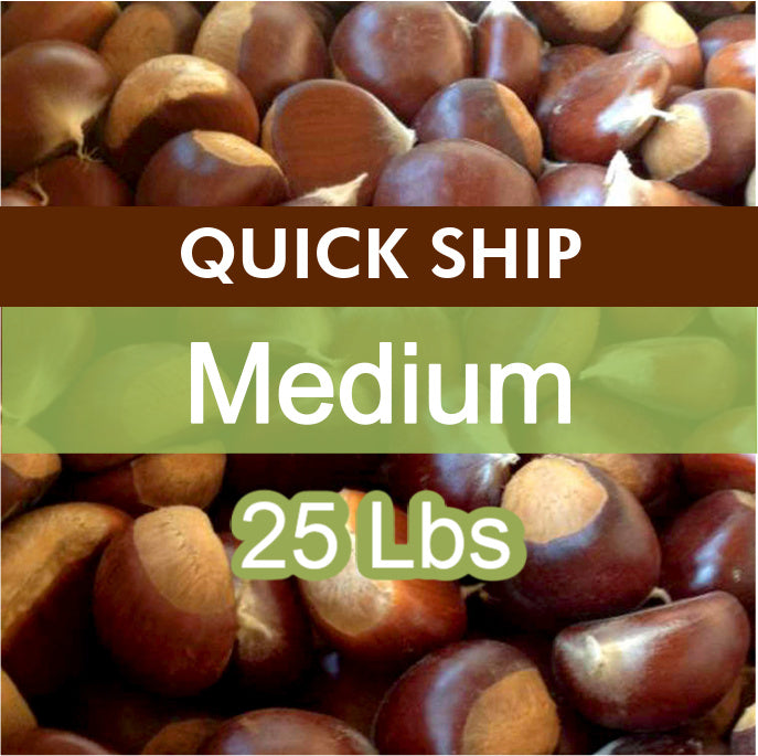 QUICK SHIP | Medium Fresh Sweet Chestnuts – 25 lb Bag