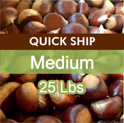 QUICK SHIP | Medium Fresh Sweet Chestnuts – 25 lb Bag