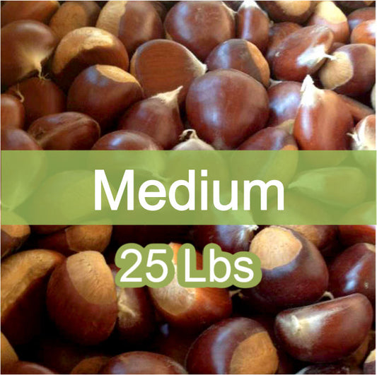 Medium Fresh Sweet Chestnuts – 25 lb Bag