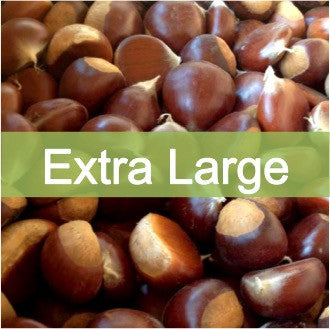 Extra Large quality, farm fresh chestnuts for sale online, buy direct retail from farmer