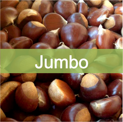 Jumbo, Colossal quality, farm fresh chestnuts for sale online, buy direct retail from farmer
