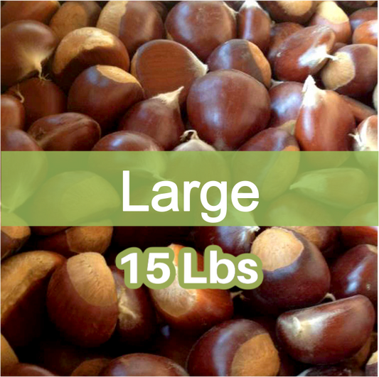 A bag of large whole chestnuts, with a label indicating they are large size and weigh 15 lbs.
